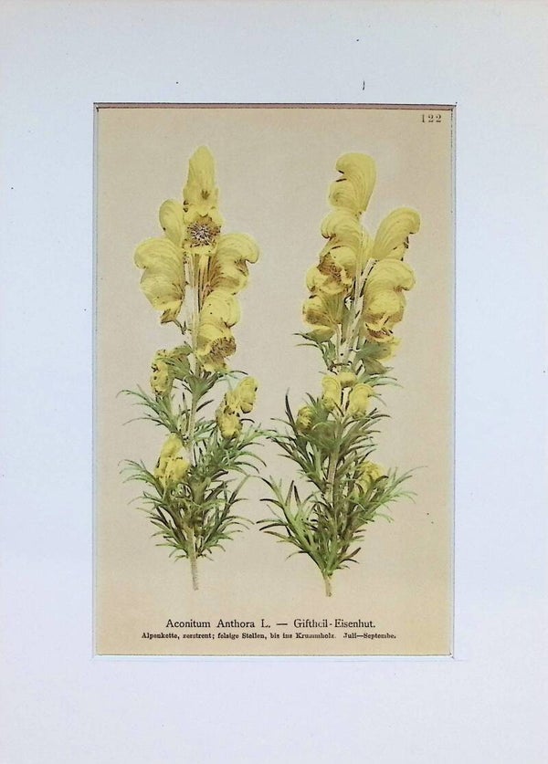 Aconitum Anthora L. — Gelber Eisenhut — Atlas der Alpen-Flora, 1897.