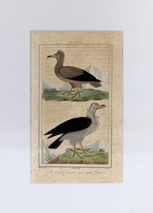 Aves – Le Vautour à aigrette y Le petit Vautour | Historia Natural de Buffon (1828) – 27x20 cm