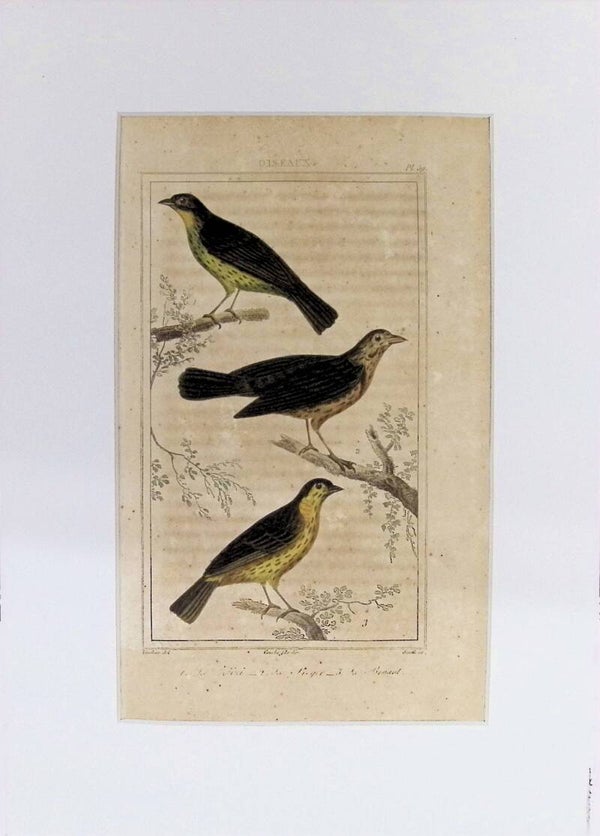 Aves – Le Loriot, Le Pinson y Le Rossignol | Historia Natural de Buffon (1828) – 27x20 cm