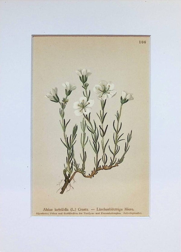 Alsine laricifolia (L.) Crantz. — Lärchenblättrige Miere — Atlas der Alpen-Flora, 1897.