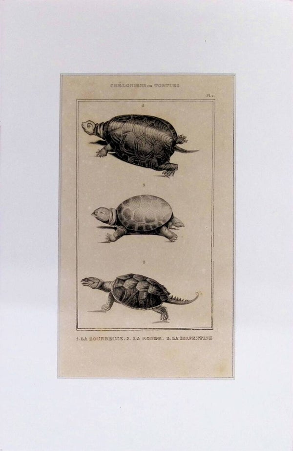 Tortugas: La Bourbeuse, La Ronde y La Serpentine – Grabado de 1842 | 30 x 20 cm