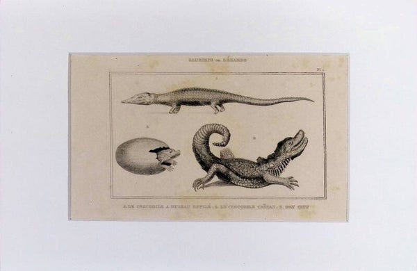 Lagartos - Cocodrilos: Le Crocodile à Museau Effilé, Le Crocodile Caïman y su Huevo – Grabado de 1842 | 30 x 20 cm