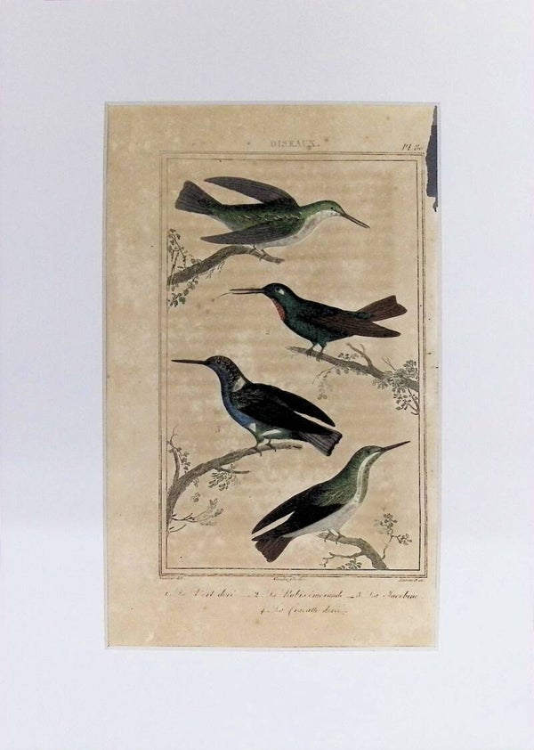 Aves – Le Vert doré, Le Rubis émeraude, La Nectarine y La Coquette dorée | Historia Natural de Buffon (1828) – 27x20 cm