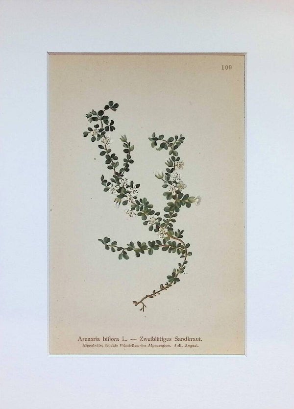 Arenaria biflora L. — Zweiblütiges Sandkraut — Atlas der Alpen-Flora, 1897.