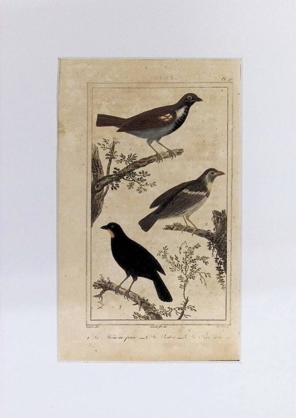 Aves – Le Moineau jaune, Le Merle y Le Merle noir | Historia Natural de Buffon (1828) – 27x20 cm