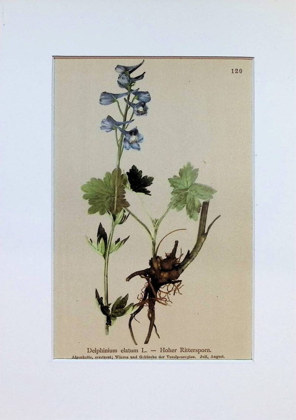 Delphinium elatum L. — Hoher Rittersporn — Atlas der Alpen-Flora, 1897.