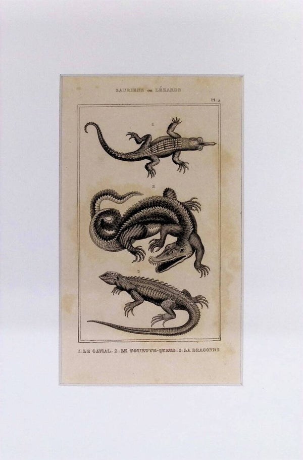 Lagartos: Le Cavial, Le Fouette-Queue y La Dragonne – Grabado de 1842 | 30 x 20 cm