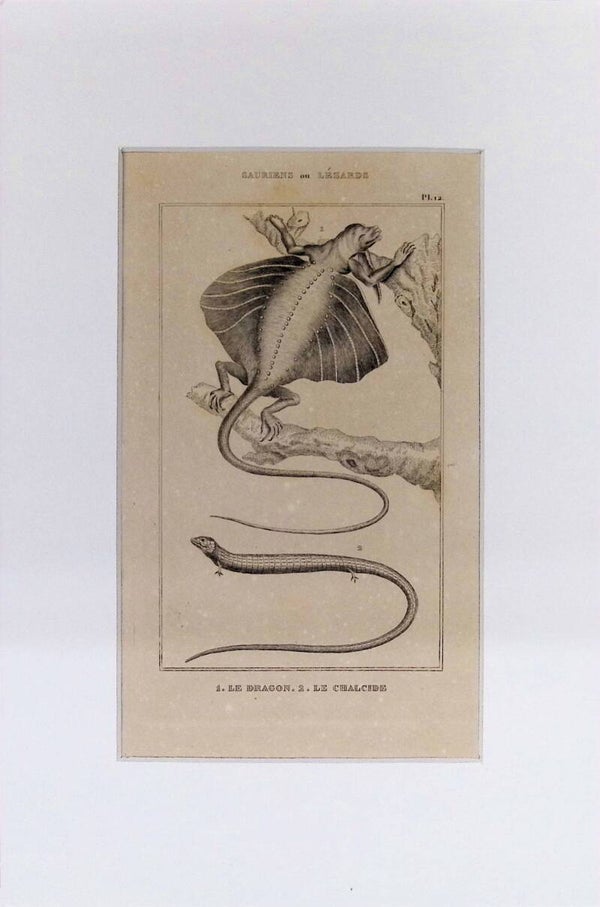 Lagartos: Le Dragon y Le Chalcide – Grabado de 1842 | 30 x 20 cm