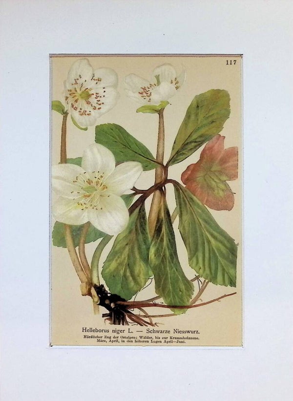 Helleborus niger L. — Schwarze Niesswurz — Atlas der Alpen-Flora, 1897.