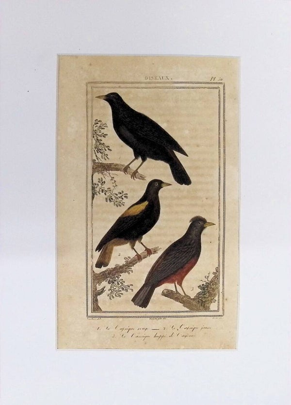 Aves – Le Caïque noir, Le Caïque jaune y Le Caïque huppé de Cayenne | Historia Natural de Buffon (1828) – 27x20 cm