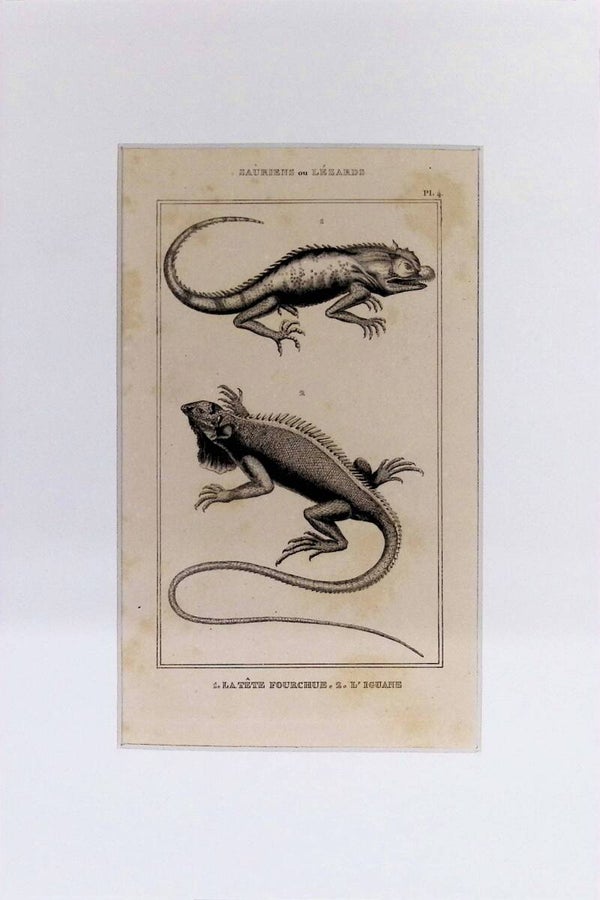 Lagartos: La Tête Fourchue y L'Iguane – Grabado de 1842 | 30 x 20 cm IGUANA