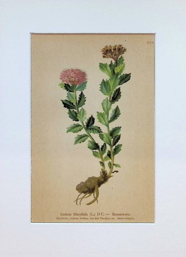 Sedum Rhodiola (L.) D.C. — Rosenwurz