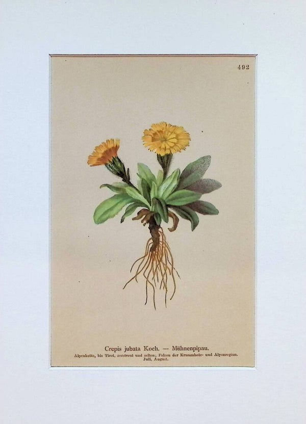 Crepis jubata Koch. — Mähnenpipau