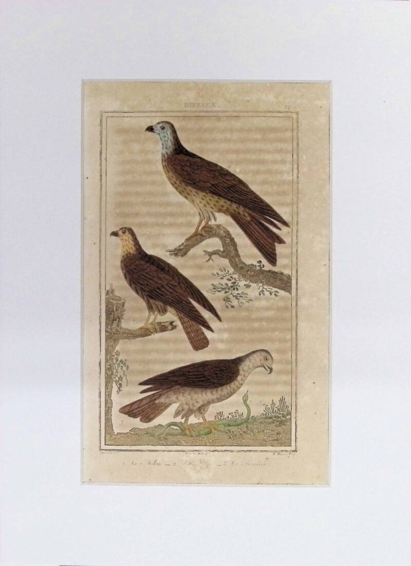 Aves – L’Urubu, Le Milan y Le Serpentaire | Historia Natural de Buffon (1828) – 27x20 cm
