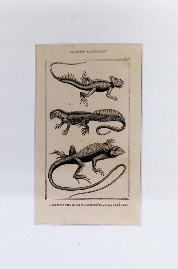 Lagartos: Le Basilic, Le Porte Crête y La Galéote – Grabado de 1842 | 30 x 20 cm