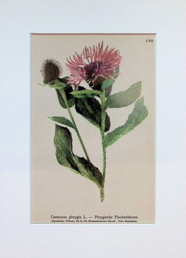 Centaurea phrygia L. — Phrygische Flockenblume