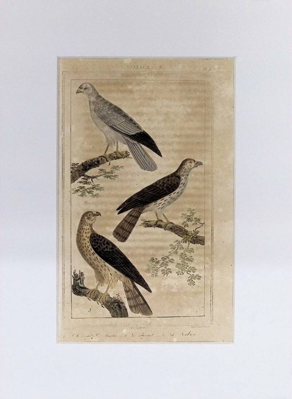 Aves – L’Oiseau de Marais, Le Coucou y La Hulotte | Historia Natural de Buffon (1828) – 27x20 cm