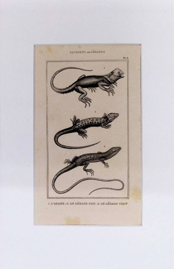 Lagartos: L'Agame, Le Lézard Gris y Le Lézard Vert – Grabado de 1842 | 30 x 20 cm