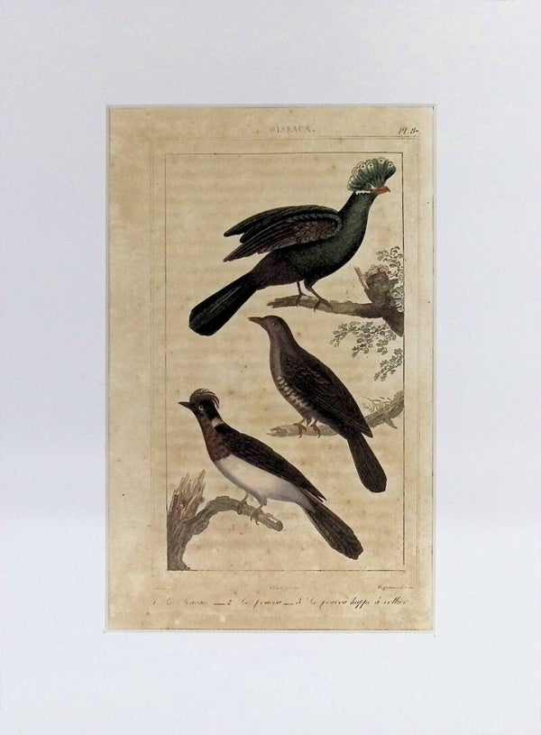 Aves – La Vaurien, Le Fournil y Le Fournil huppé à collier | Historia Natural de Buffon (1828) – 27x20 cm