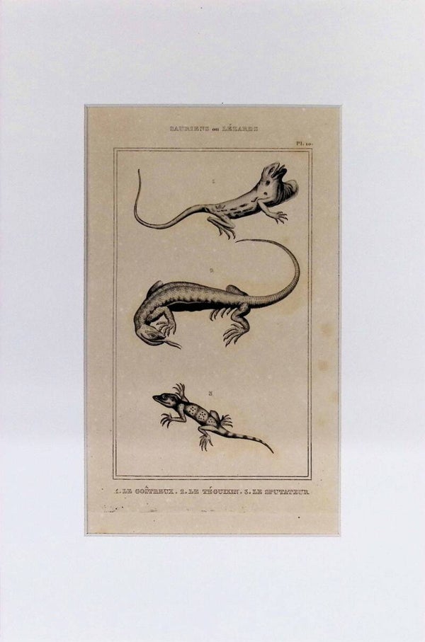 Lagartos: Le Côtreux, Le Téguexin y Le Sputateur – Grabado de 1842 | 30 x 20 cm
