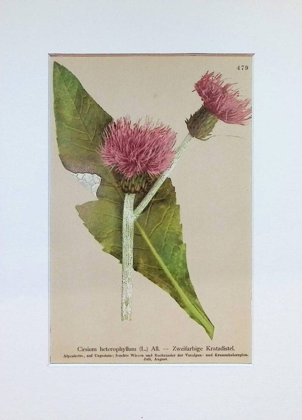 Cirsium heterophyllum (L.) All. — Zweifarbige Kratzdistel