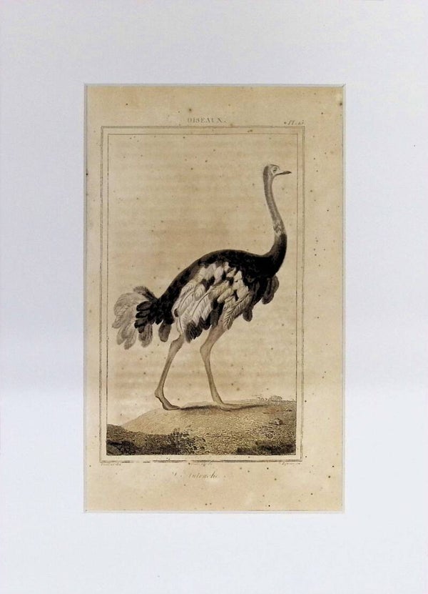 Aves – L’Autruche | Historia Natural de Buffon (1828) – 27x20 cm. Avestruz