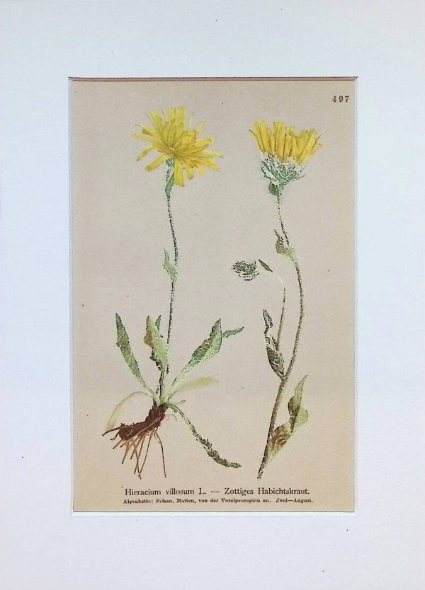 Hieracium villosum L. — Zottiges Habichtskraut