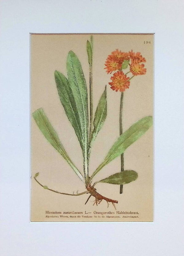 Hieracium aurantiacum L. — Orangerothes Habichtskraut