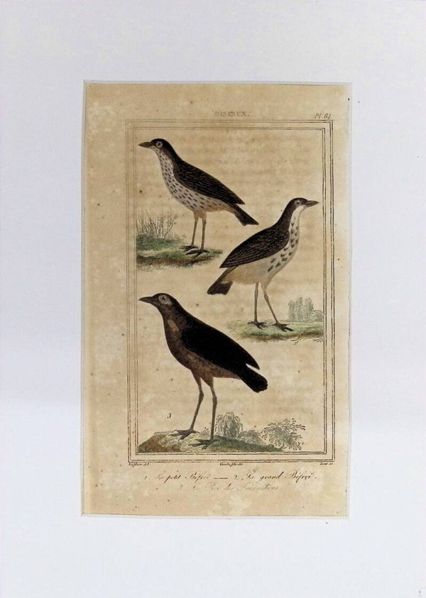 Aves – Le petit Béfroi, Le grand Béfroi y Le Roi des Fourmiliers | Historia Natural de Buffon (1828) – 27x20 cm