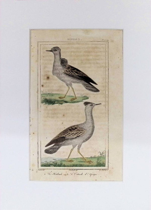 Aves – Le Houlari y L’Outarde d’Afrique | Historia Natural de Buffon (1828) – 27x20 cm Descripción: