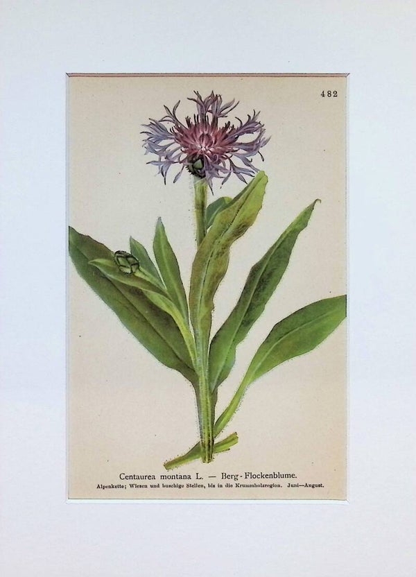 Centaurea montana L. — Berg-Flockenblume