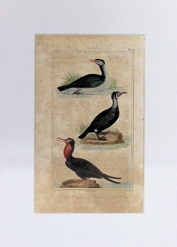 Aves – Le petit Cormoran, Le grand Cormoran y La Frégate | Historia Natural de Buffon (1828) – 27x20 cm