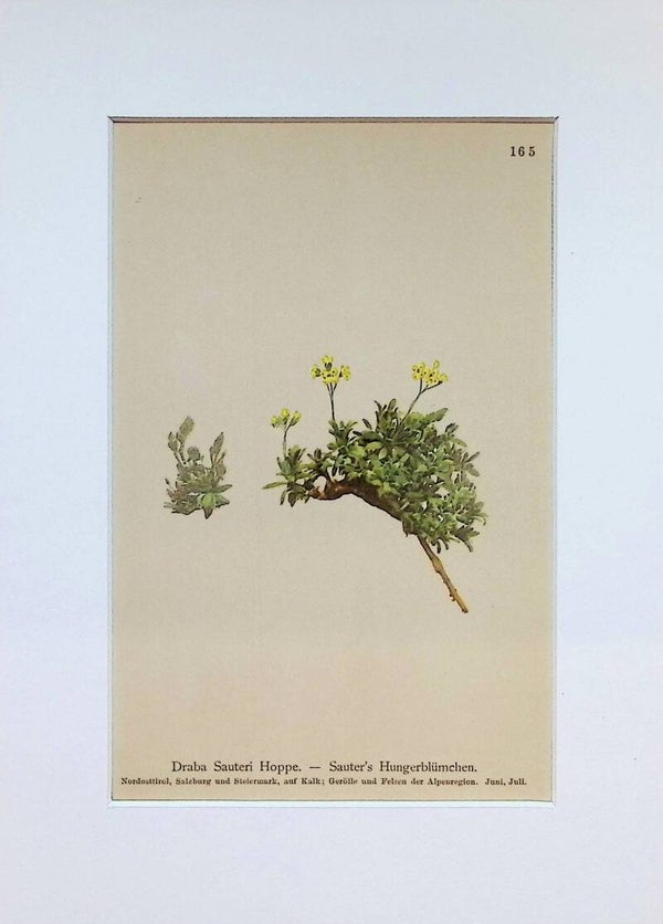 Draba Sauteri Hoppe. - Sauter's Hungerblümchen - Atlas der Alpen-Flora, 1897. Botánica.
