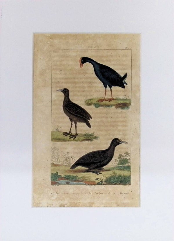 Aves – La Poule sultane, La Foulque y La Macreuse | Historia Natural de Buffon (1828) – 27x20 cm