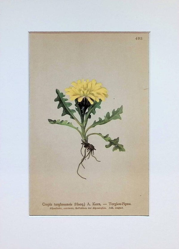 Crepis terglouensis (Hacq.) A. Kern. — Terglou-Pipau