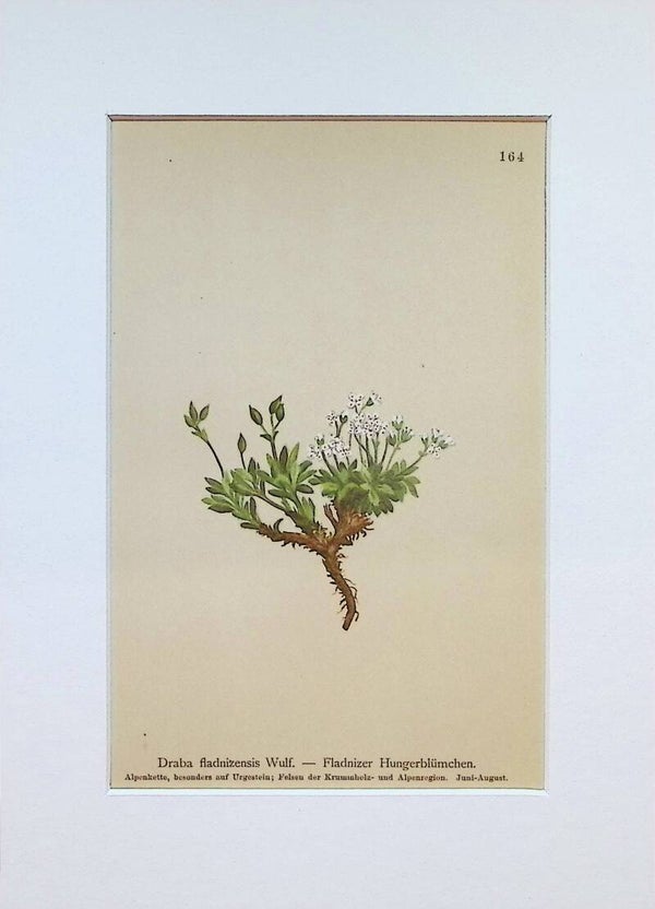 Draba fladnizensis Wulf. - Fladnizer Hungerblümchen - Atlas der Alpen-Flora, 1897. Botánica.