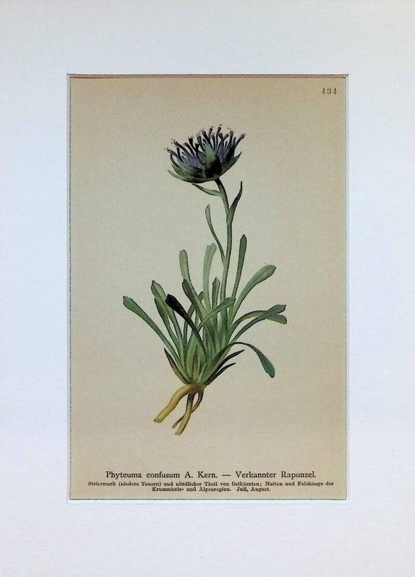 Phyteuma confusum A. Kern. — Verkanter Rapunzel