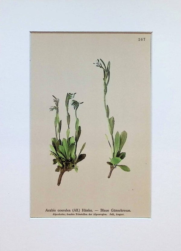 Arabis coerulea (All.) Hänke. - Blaue Gänsekresse - Atlas der Alpen-Flora, 1897. Botánica.