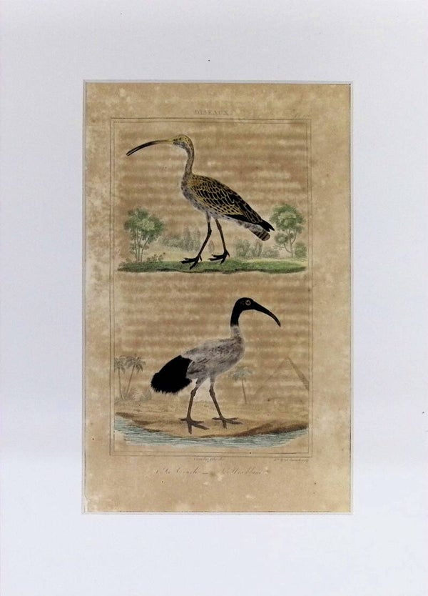 ves – Le Courlis y L’Ibis blanc | Historia Natural de Buffon (1828) – 27x20 cm