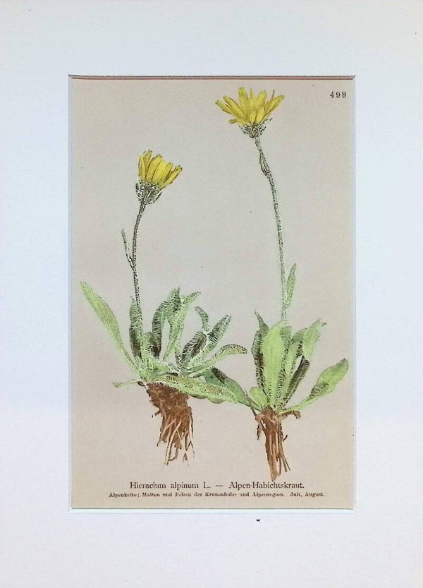 Hieracium alpinum L. — Alpen-Habichtskraut