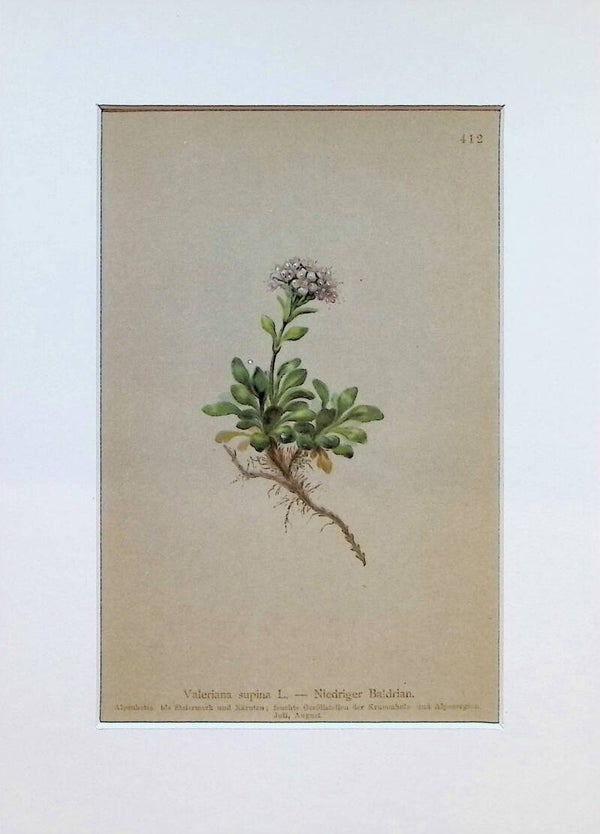 Valeriana supina L. - Niedriger Baldrian - Atlas der Alpen-Flora, 1897. Botánica.