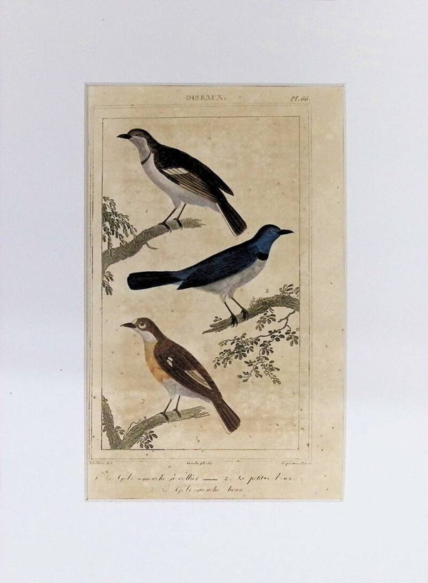 Aves – Le Gobe-mouche à collier, Le petit Merle y Le Gobe-mouche brun | Historia Natural de Buffon (1828) – 27x20 cm