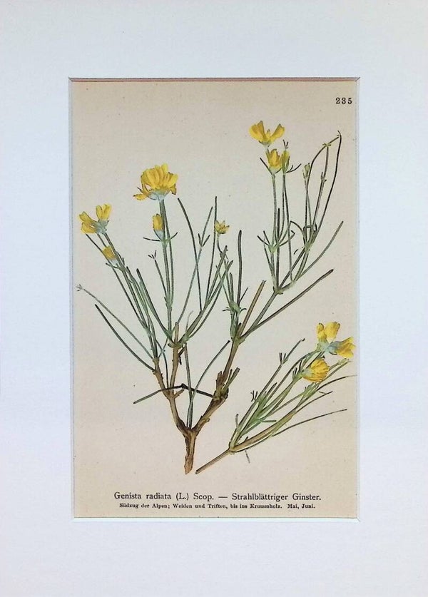 Genista radiata (L.) Scop. — Strahlblättriger Ginster