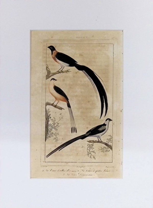 Aves – La Veuve à collier d’or, La Veuve à quatre brins y La Veuve Dominiquaine | Historia Natural de Buffon (1828) – 27x20 cm