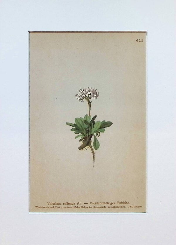 Valeriana saliunca All. - Weidenblättriger Baldrian - Atlas der Alpen-Flora, 1897. Botánica.