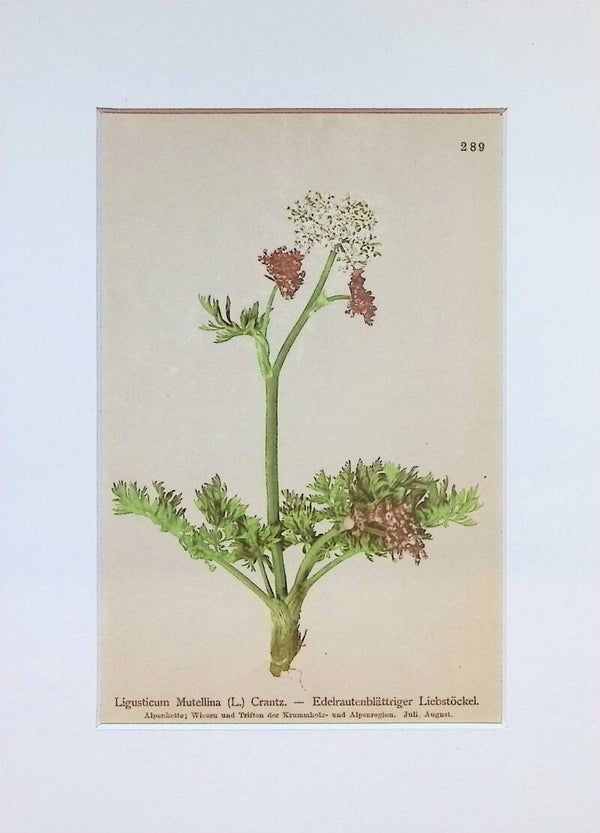 Ligusticum Mutellina (L.) Crantz. — Edelrautenblättriger Liebstöckel
