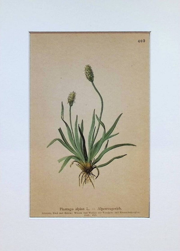Plantago alpina L. - Alpenwegerich - Atlas der Alpen-Flora, 1897. Botánica.
