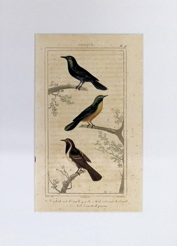 Aves – Le Merle vert d’Angola, Le Merle vert orangé du Sénégal y Le Merle à oreille de figuier | Historia Natural de Buffon (1828) – 27x20 cm