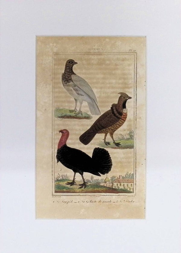 Aves – Le Cogepoule, La Coquette de femelle y Le Dindon | Historia Natural de Buffon (1828) – 27x20 cm