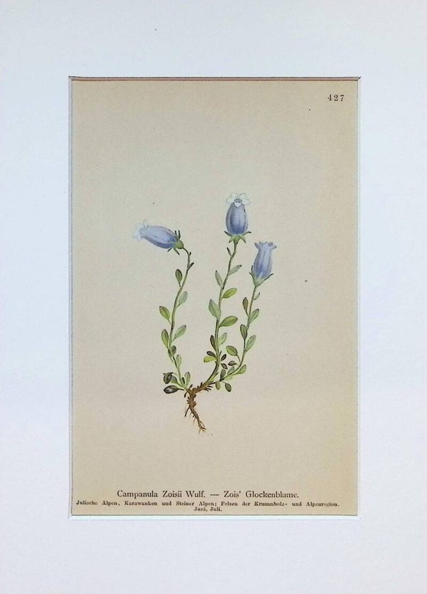 Campanula Zoisii Wulf. — Zois' Glockenblume